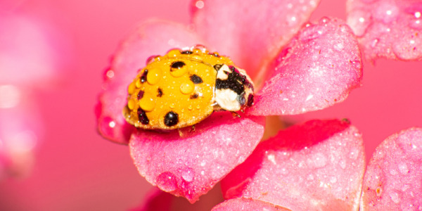 Control biológico en ornamentales: cómo reducir químicos sin perder eficacia