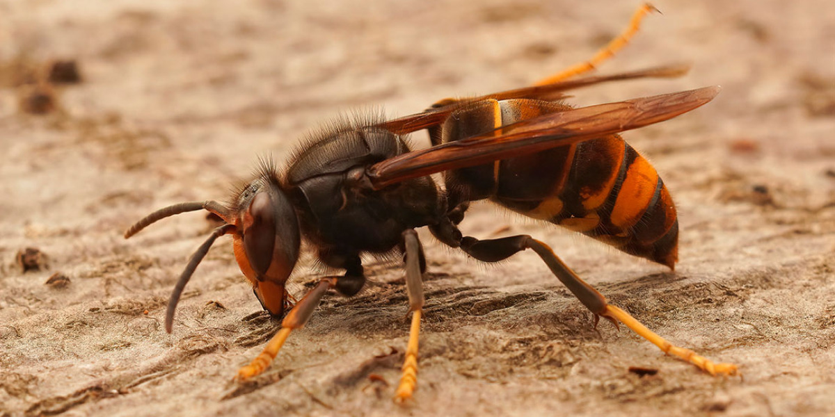 Guía oficial en España para frenar al avispón asiático